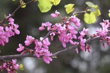 İlkbaharda Cercis silikastrum (Judas ağacı) çiçekleri
