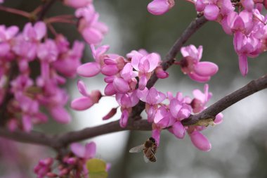 İlkbaharda Cercis silikastrum (Judas ağacı) çiçekleri