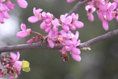İlkbaharda Cercis silikastrum (Judas ağacı) çiçekleri