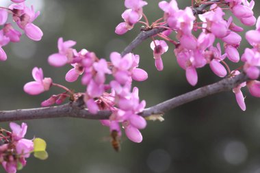 İlkbaharda Cercis silikastrum (Judas ağacı) çiçekleri