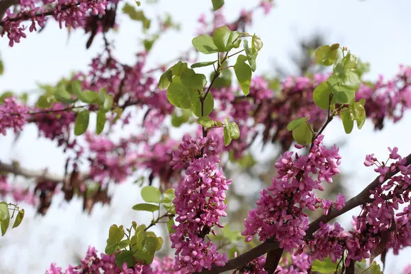 İlkbaharda Cercis silikastrum (Judas ağacı) çiçekleri