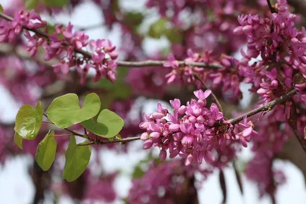 İlkbaharda Cercis silikastrum (Judas ağacı) çiçekleri