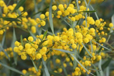 Akasya salyasının sarı çiçekleri, ayrıca Altın Gıdaklama ya da Mavi Yaprak Gıdıklama olarak da bilinir.