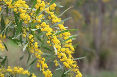 Akasya salyasının sarı çiçekleri, ayrıca Altın Gıdaklama ya da Mavi Yaprak Gıdıklama olarak da bilinir.