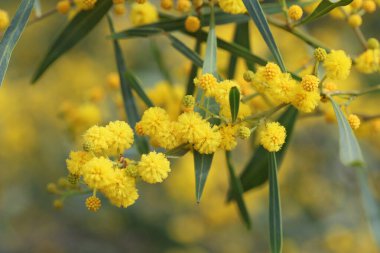 Akasya salyasının sarı çiçekleri, ayrıca Altın Gıdaklama ya da Mavi Yaprak Gıdıklama olarak da bilinir.