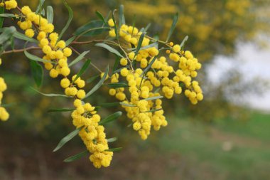 Akasya salyasının sarı çiçekleri, ayrıca Altın Gıdaklama ya da Mavi Yaprak Gıdıklama olarak da bilinir.