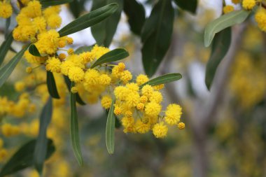 Akasya salyasının sarı çiçekleri, ayrıca Altın Gıdaklama ya da Mavi Yaprak Gıdıklama olarak da bilinir.