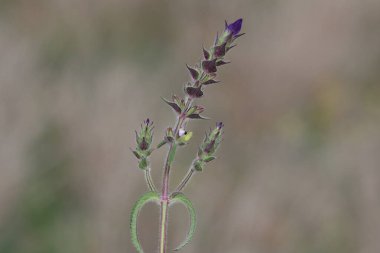 Salvia Viridis 'in çiçekleri, diğer adıyla Sage boyası, ilkbaharda.