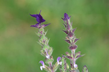 Salvia Viridis 'in çiçekleri, diğer adıyla Sage boyası, ilkbaharda.