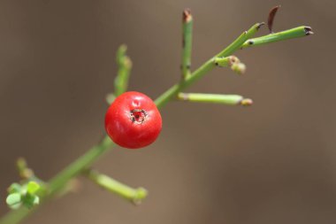 Osyris Alba 'nın kırmızı böğürtlenleri (Beyaz osyris veya Şair Cassia)