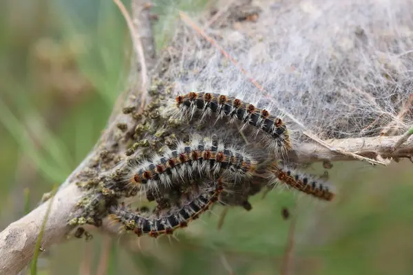 Çam güvesi (Thaumetopoea pityokamppa) ve çam ağacındaki koza