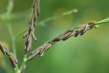 Büyük beyaz lahana kelebeği larvaları (Pieris rapae)