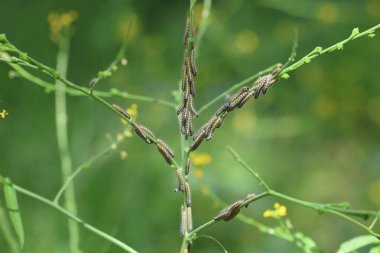 Büyük beyaz lahana kelebeği larvaları (Pieris rapae)