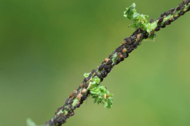Siyah yaprak biti böcekleri (Aphis fabae) tarafından yapılan bir bitki, aynı zamanda kara fasulye yaprak biti olarak da bilinir.