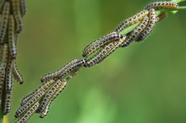 Büyük beyaz lahana kelebeği larvaları (Pieris rapae)