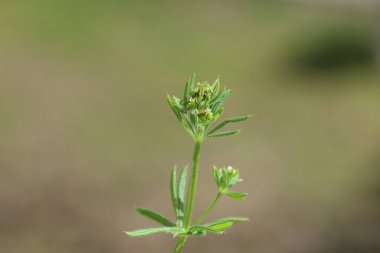 Galium tricornutum Dandy, baharda Sert Mısır Satırları olarak da bilinir.