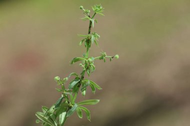 Galium spurium, Rubiaceae familyasından bir bitki türüdür.