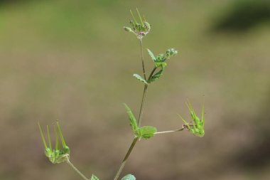 Sibirya sardunyası veya Sibirya Turna gagası tohumları (Geranium sibiricum)