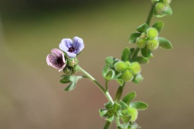 Cynoglossum creticum (Mavi Tazı Dili) Akdeniz 'e özgüdür.
