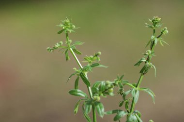 Galium spurium, Rubiaceae familyasından bir bitki türüdür.