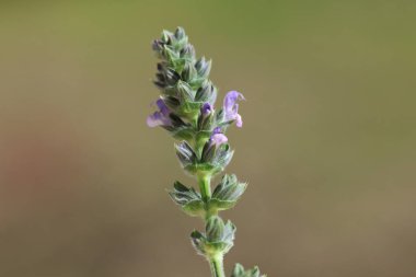 Baharda Salvia verbenaca (Vahşi Clary) çiçekleri