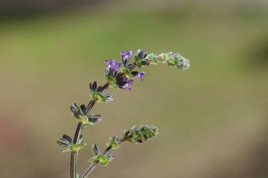 Baharda Salvia verbenaca (Vahşi Clary) çiçekleri