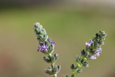 Baharda Salvia verbenaca (Vahşi Clary) çiçekleri