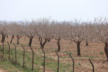 Antep fıstığı bahçesinde sıra sıra fıstık ağaçları