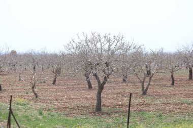 Antep fıstığı bahçesinde sıra sıra fıstık ağaçları