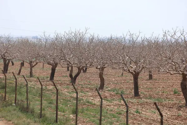 Antep fıstığı bahçesinde sıra sıra fıstık ağaçları