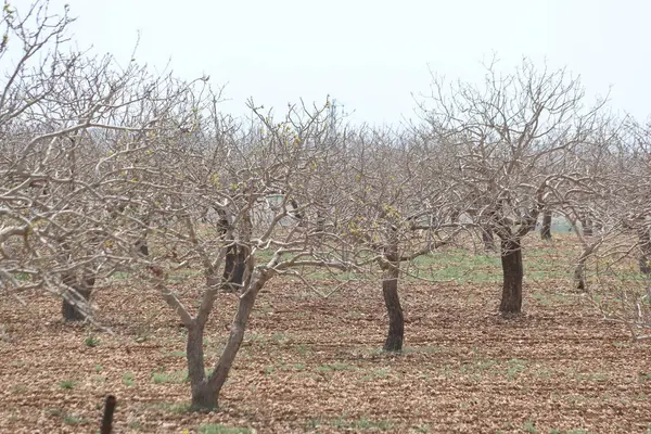 Antep fıstığı bahçesinde sıra sıra fıstık ağaçları