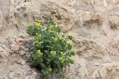 Eski bir taş duvarda büyüyen Hyoscyamus aureus (altın hebane) çiçekleri