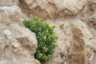 Eski bir taş duvarda büyüyen Hyoscyamus aureus (altın hebane) çiçekleri