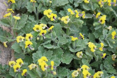 Hyoscyamus aureus, Solanaceae familyasından bir bitki türü.
