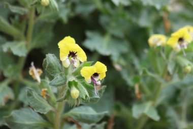 Hyoscyamus aureus, Solanaceae familyasından bir bitki türü.