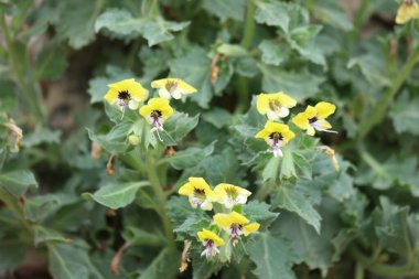 Hyoscyamus aureus, Solanaceae familyasından bir bitki türü.