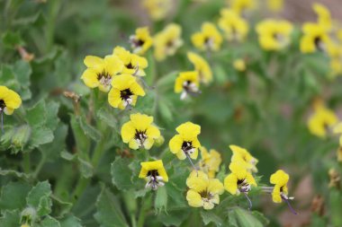 Hyoscyamus aureus, Solanaceae familyasından bir bitki türü.