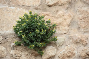 Eski bir taş duvarda büyüyen Hyoscyamus aureus (altın hebane) çiçekleri