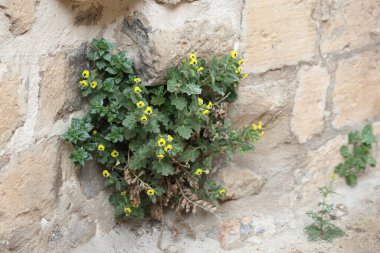 Eski bir taş duvarda büyüyen Hyoscyamus aureus (altın hebane) çiçekleri
