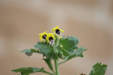 Hyoscyamus aureus, Solanaceae familyasından bir bitki türü.