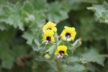 Hyoscyamus aureus, Solanaceae familyasından bir bitki türü.