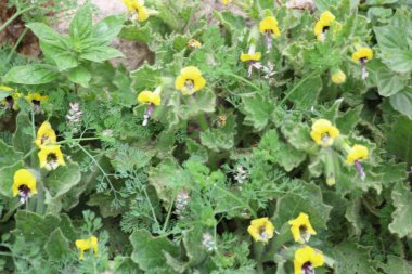 Hyoscyamus aureus, Solanaceae familyasından bir bitki türü.