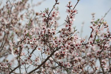Badem çiçeği (Prunus amygdalus, syn. İlkbaharda erik ağacı