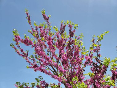 İlkbaharda Cercis silikastrum (Judas ağacı) çiçekleri