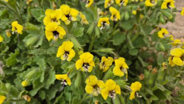 Hyoscyamus aureus, Solanaceae familyasından bir bitki türü.
