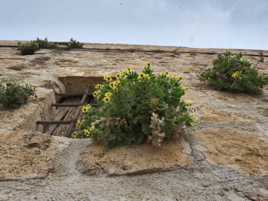 Eski bir taş duvarda büyüyen Hyoscyamus aureus (altın hebane) çiçekleri
