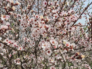 Badem çiçeği (Prunus amygdalus, syn. İlkbaharda erik ağacı