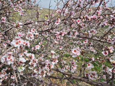 Badem çiçeği (Prunus amygdalus, syn. İlkbaharda erik ağacı
