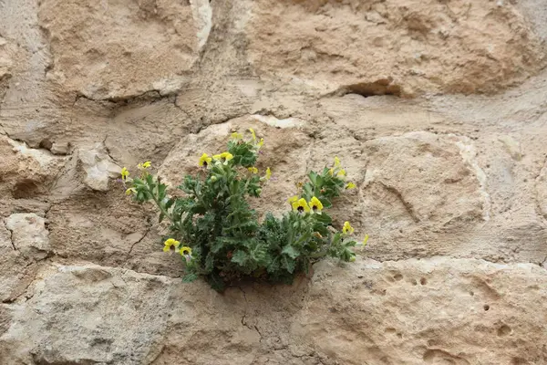 Eski bir taş duvarda büyüyen Hyoscyamus aureus (altın hebane) çiçekleri