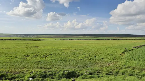 Yumuşak, dalgalı beyaz bulutları olan mavi gökyüzünün altında yemyeşil buğday tarlaları barındıran nefes kesici bir manzara.